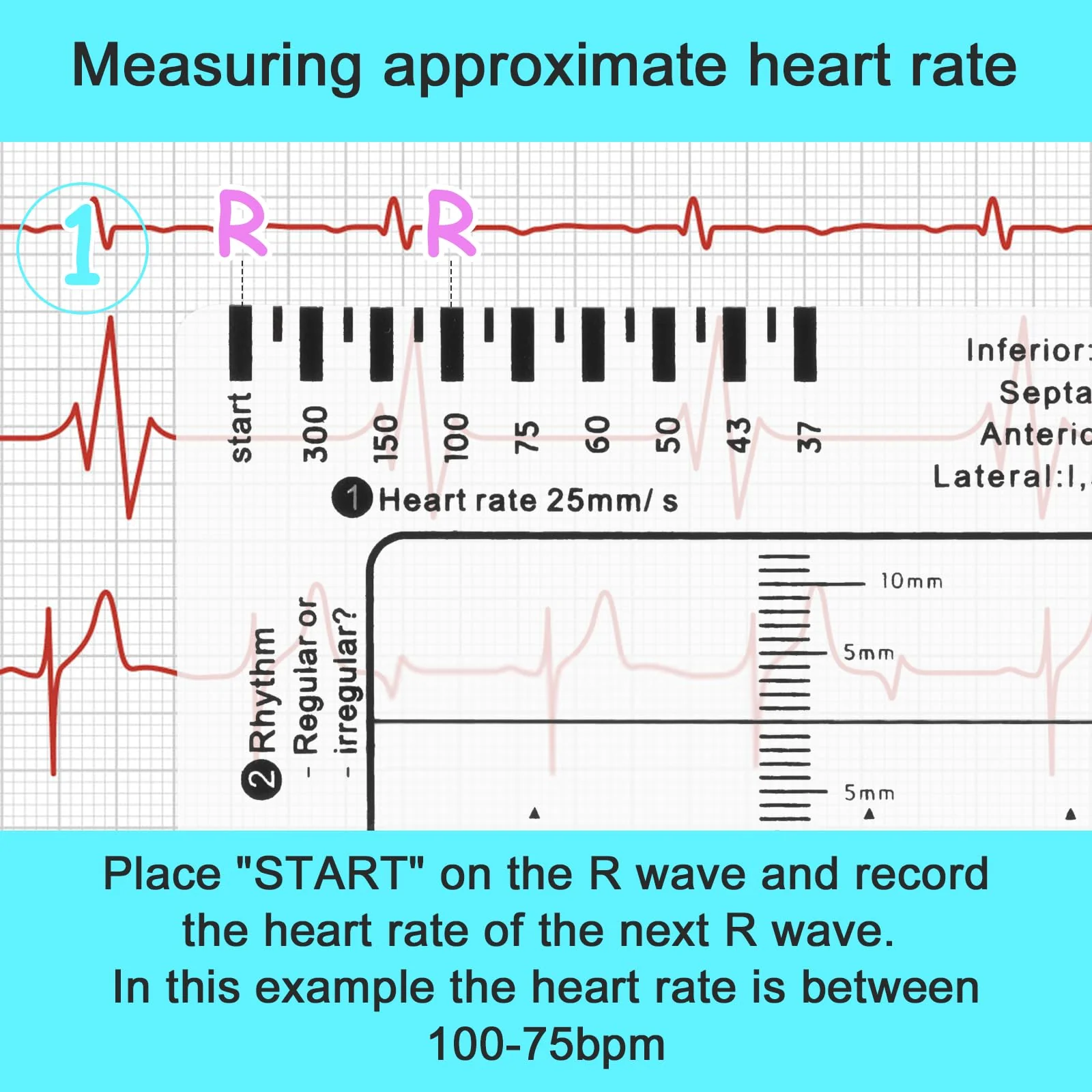 ECG 7 Step Ruler, Portable ECG Assessment Tool ECG/ECG 7 Step Ruler Card for ECG/ECG Interpretation ECG Ruler Plastic Ruler Measuring Tool ECG ECG Card Ruler ECG Reference Guide with Protect Sheath - Image 3
