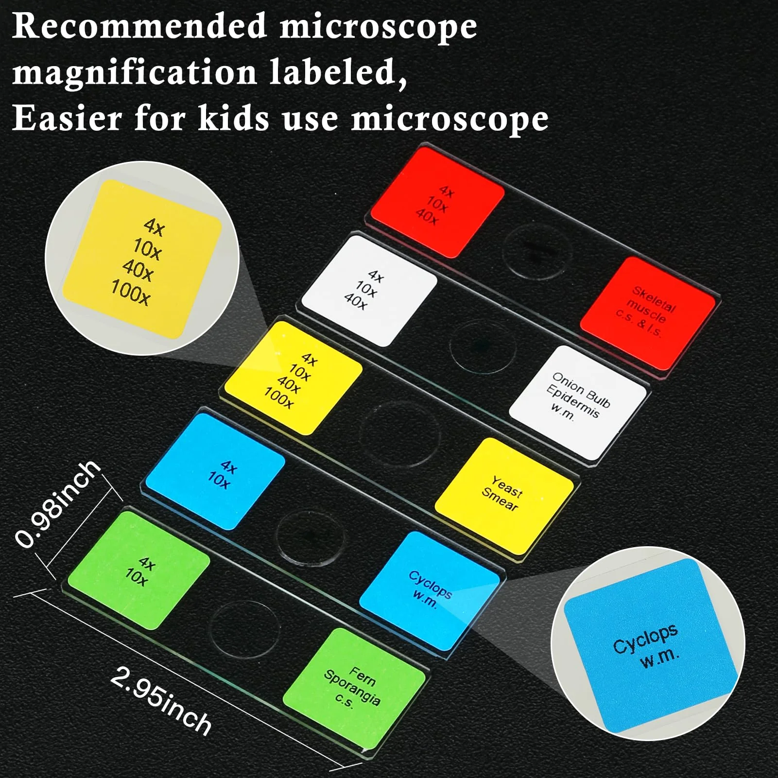 Microscope Slides with Specimens for Kids, 60 Lab-Grade Prepared Microscope Slides, Animal/Plant/Microbe/Tissue Samples, STEM Biology Kit for Homeschool, Classroom Labs & Science Education Ages 8+ - Image 2